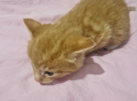 Kittens