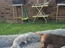 KC Miniature Dachschund