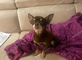 Stud Chihuahua