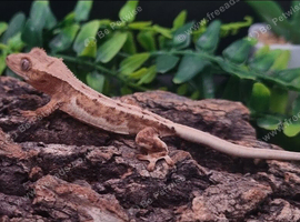 Crested Gecko's