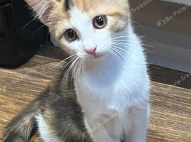 Kittens