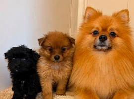 Pomeranian puppies