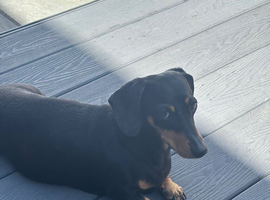 Miniature dachshund