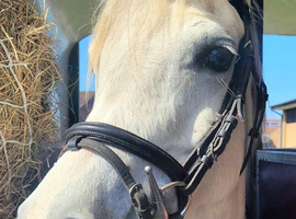 Beautiful fun gelding