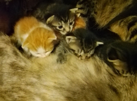 British longhair kittens