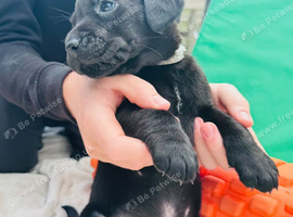 Puppies for sale