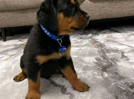 Adorable Puppies