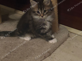 half Maine coon