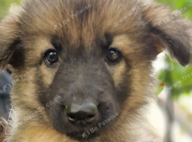 Beautiful litter of Long coated German Shepherd puppies