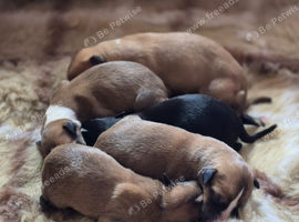 KC Reg Whippet Puppies