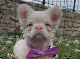Fluffy pink French bulldog female