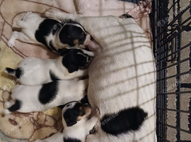 Mini Jack Russell puppies