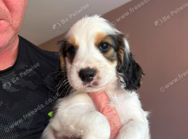 Gorgeous litter of pups