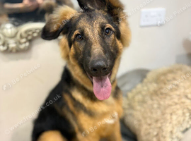 Male German Shepherd