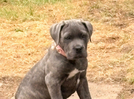 Cane corso
