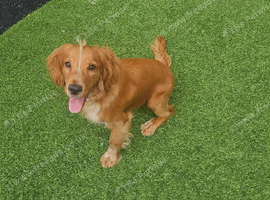 Simber is looking for a new home