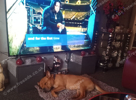 Sharp PEI cross American bully