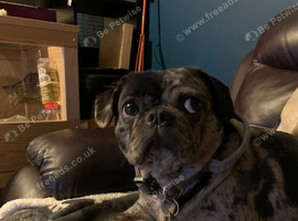 For sale to Extremely Good home special Frug girl 2 years old