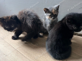 3 kittens