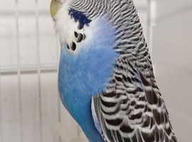 Beautiful blue female budgie