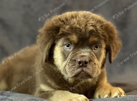 old tyme bulldog full fluffy