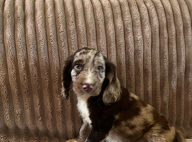 4 working cocker spaniel puppies