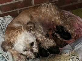 Bichon Terrier cross Cava Chi