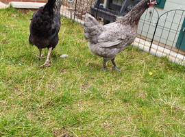 2 x Fancies / Bluebell hens recently bought from Hinchliffe's in Huddersfield