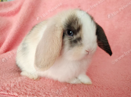 Selection of mini lop babies available