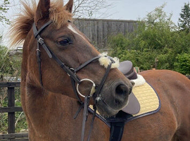Teenagers dream pony!!