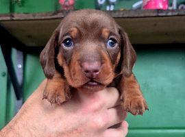 Stunning kc reg chocolate and tan tan pups