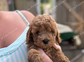 F1b cockapoo puppies