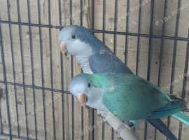 Quaker Parrot