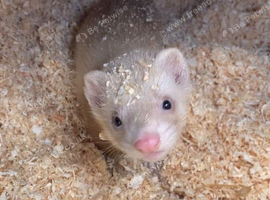 Hob ferret clitheroe collection only