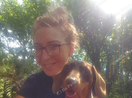 Wanted Miniture Dachshund