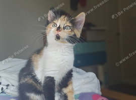 Beautiful tri-colour kitten