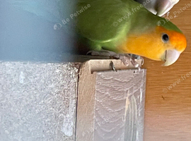 Lovebirds for loving home