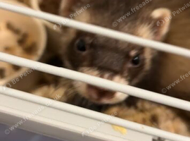 Male ferret 6 months