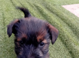 3 beautifull chorkie girl puppies