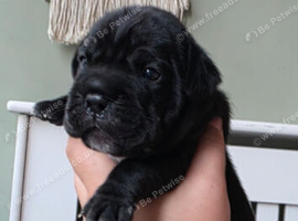 5 FRENCH BULLDOG X LABRADOR puppies