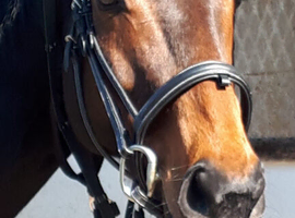 7year old 16.1 bay gelding throughbred