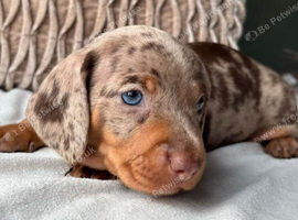 Gorgeous litter of Miniature Dachshund puppies available