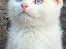Scottish fold kittens boy