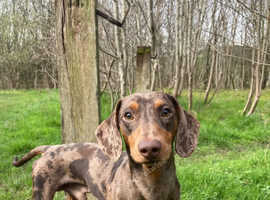 Miniature Dachsunds for stud