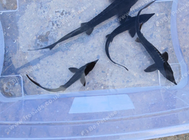 Sturgeon