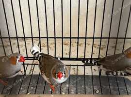 Male zebra finches!