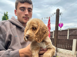 Cocker spaneil puppies
