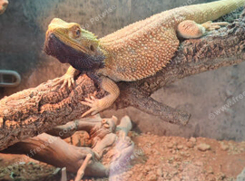 Male bearded dragon