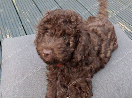 F2b Sproodle puppies for sale