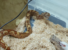 YOUNG BOA SNAKES CHOICE OF 2 / 1 male 1 female